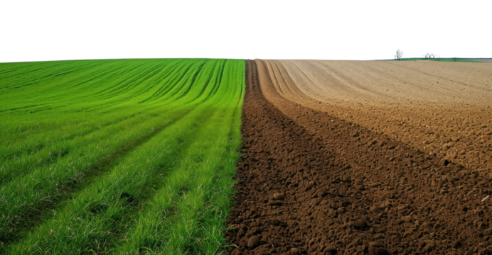 PNG Green and plowed field outdoors horizon nature.