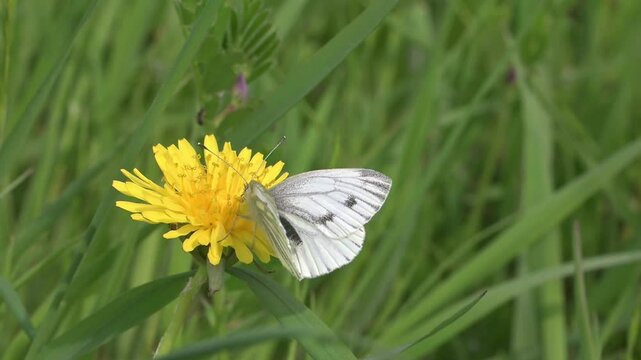 Green-Veined White butterfly (Pieris napi) feeding on a Dandelion flower and flying away. May, Kent, UK [Slow motion x10]
