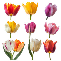 Fototapeta premium Colorful tulips arranged in a vibrant striped background design