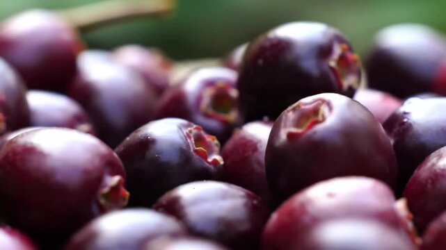 Exotic Java Plum Fruit Close Up in Detailed Studio Shot