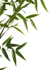 Fototapeta premium PNG Bamboo backgrounds plant leaf.