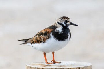 Ruddy turnstone perching on wooden post on beach