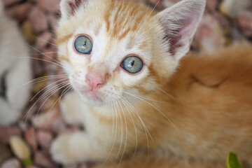 Portrait of a yellow kitten