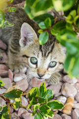 Portrait of a tabby kitten in the garden