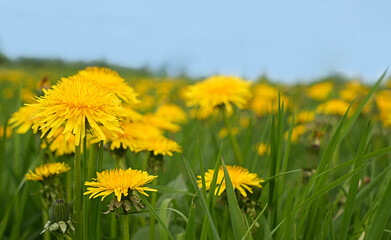 Close-up view of bright yellow dandelions blooming in a spring field with fresh green grass and soft blue sky in the background