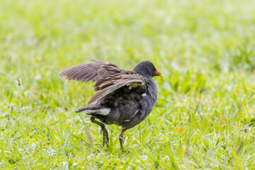 Common moorhen stretching its wings in green grass