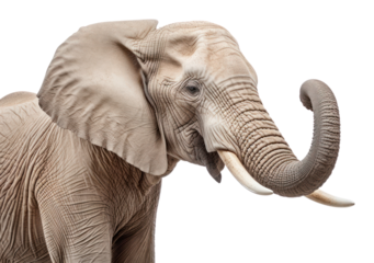 PNG Elephant wildlife animal mammal.