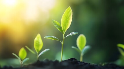 Fresh green sprouts emerging from rich soil, symbolizing growth and renewal in a tranquil environment with soft sunlight.