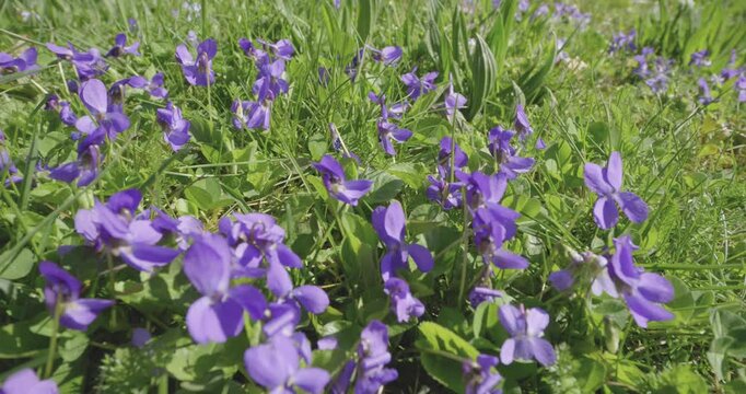 Fleur de printemps violette