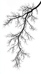 Obraz premium Silhouette of Bare Tree Branch Against White Background Minimalist Winter Aesthetic Abstract Nature Photography