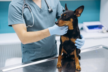 Veterinary at vet clinic checking pinscher dog