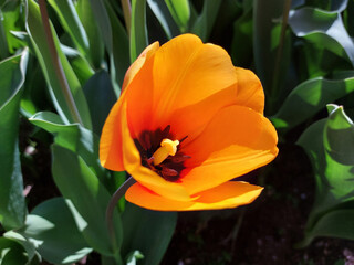 bright orange flower are flowering - tulip at spring. closeup