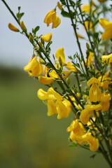 Common Broom Blooming in Spring