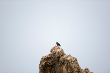 바다직박구리의 여유