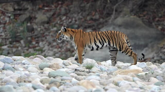 Royal Bengal Tiger walking on a river bed with white stones