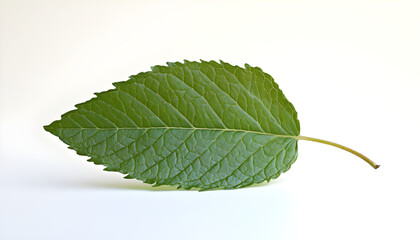 Obraz premium Fresh green mint leaf isolated on white