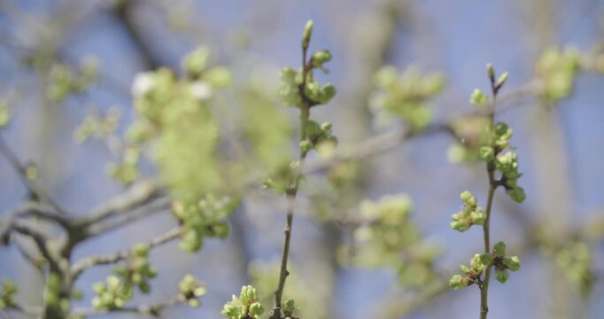bourgeons de cerisier