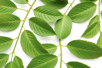 Naklejka premium Fresh green leaves, a closeup of spring foliage isolated on a white background, Generative AI