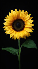 Naklejka premium A vibrant and luminous sunflower with radiant yellow petals and a dark center gracefully stands against a stark black background, evoking feelings of summer joy.
