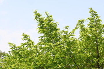 Alangium salvifolium or sage leaved alangium tree. It is is a flowering plant in the Cornaceae family. Tree in forest. Nature background. 