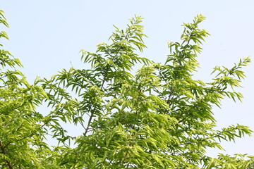 Fototapeta premium Alangium salvifolium or sage leaved alangium tree. It is is a flowering plant in the Cornaceae family. Tree in forest. Nature background. 