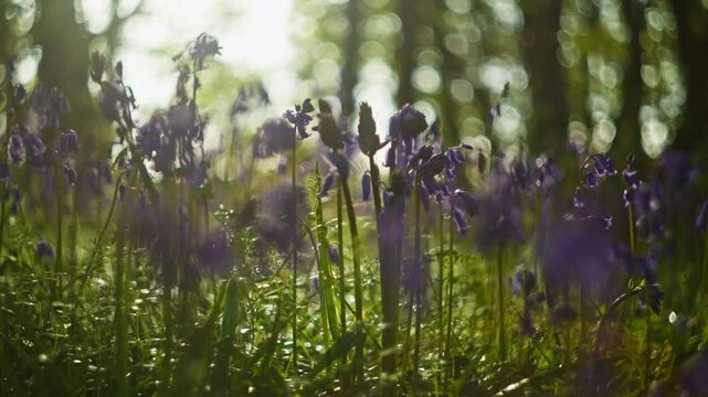 A peaceful view of vibrant bluebells and wild garlic in a sunlit forest glade
