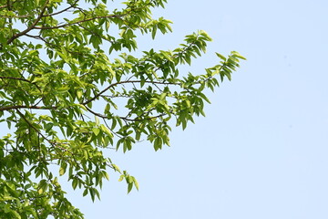 Alangium salvifolium or sage leaved alangium tree. It is is a flowering plant in the Cornaceae family. Tree in forest. Nature background. 