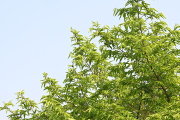 Alangium salvifolium or sage leaved alangium tree. It is is a flowering plant in the Cornaceae family. Tree in forest. Nature background. 