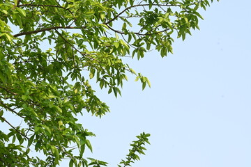 Alangium salvifolium or sage leaved alangium tree. It is is a flowering plant in the Cornaceae family. Tree in forest. Nature background. 