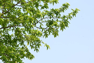 Alangium salvifolium or sage leaved alangium tree. It is is a flowering plant in the Cornaceae family. Tree in forest. Nature background. 