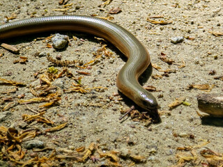 Fragile Skink on a Rock