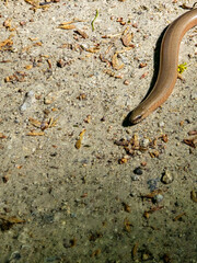 Fragile Skink on a Rock