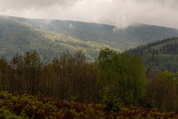 Obraz premium Hala Jaworowa w Beskidzie Śląskim niedaleko Szczyrk Salmopol, wiosenny poranek. 
