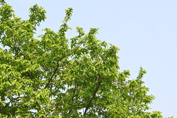 Fototapeta premium Alangium salvifolium or sage leaved alangium tree. It is is a flowering plant in the&nbsp;Cornaceae&nbsp;family. Tree in forest. Nature background. 