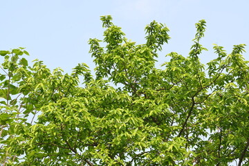 Alangium salvifolium or sage leaved alangium tree. It is is a flowering plant in the Cornaceae family. Tree in forest. Nature background. 