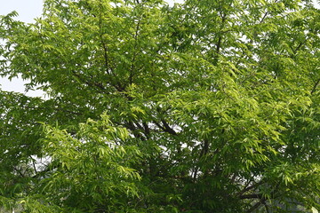 Alangium salvifolium or sage leaved alangium tree. It is is a flowering plant in the Cornaceae family. Tree in forest. Nature background. 