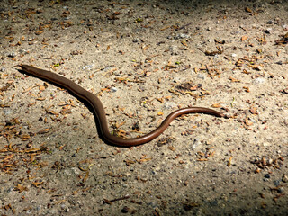 Fragile Skink on a Rock