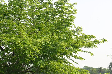 Alangium salvifolium or sage leaved alangium tree. It is is a flowering plant in the Cornaceae family. Tree in forest. Nature background. 