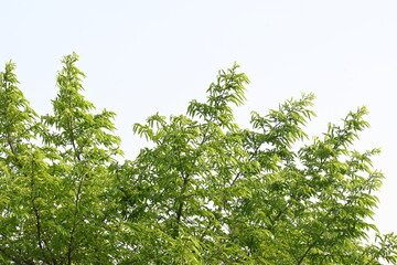 Alangium salvifolium or sage leaved alangium tree. It is is a flowering plant in the Cornaceae family. Tree in forest. Nature background. 