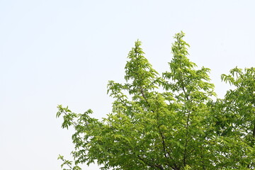 Alangium salvifolium or sage leaved alangium tree. It is is a flowering plant in the Cornaceae family. Tree in forest. Nature background. 
