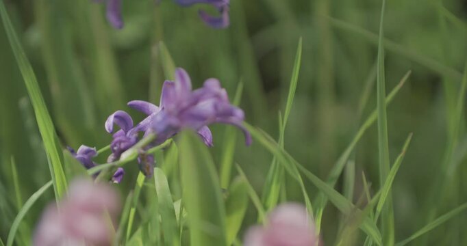 Fleur viollettew