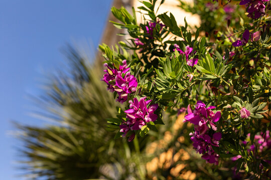 Fleurs de couleur fuchsia en gros plan dans la rue avec palmiers et b&acirc;timent au soleil en arri&egrave;re plan 