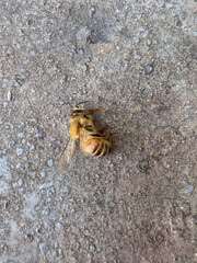 Macro Photograph of a Bee on Concrete Surface Showcasing Detailed Anatomy and Texture with Natural Lighting and a Focus on the Delicate Wing Structure and Body Markings