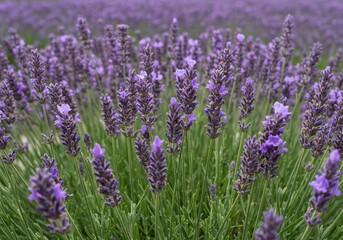 Obraz premium Lavender field in summer day on white background