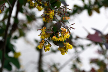 yellow autumn leaves