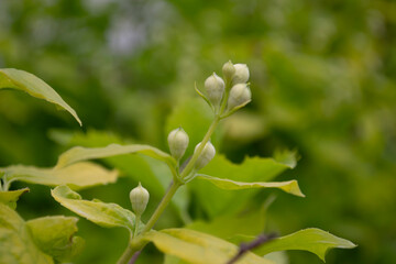 close up of a green plant
