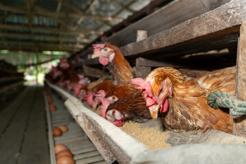 Chicken eggs are laid ona  farm	
