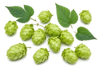 Fototapeta premium Fresh hop cones and leaves still life on white background