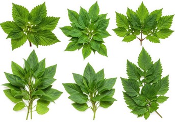 Six green leaf bunches isolated on white background