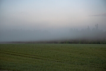 A misty morning scene of a grassy green field bordered by dense forest, with a low-lying fog...
